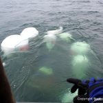 Unter Wasser Schleppen der Riva Super Aquarama in den Hafen für die Bergung durch die Bootswerft Baumgart